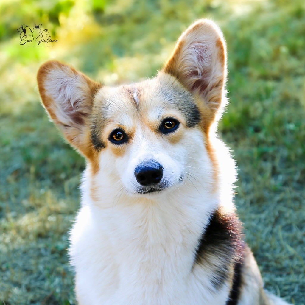 Les Welsh Corgi Pembroke de l'affixe Di San Giuliano