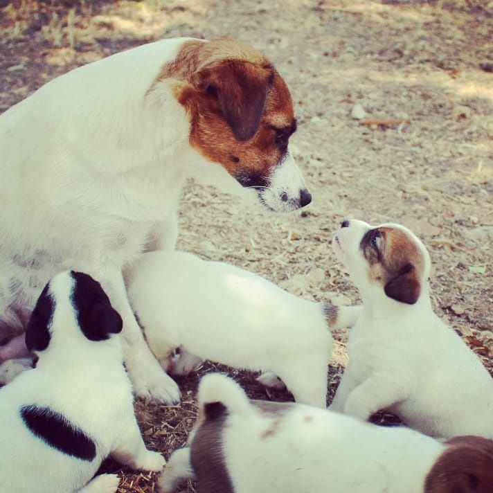 Di San Giuliano - Jack Russell Terrier - Portée née le 29/06/2021