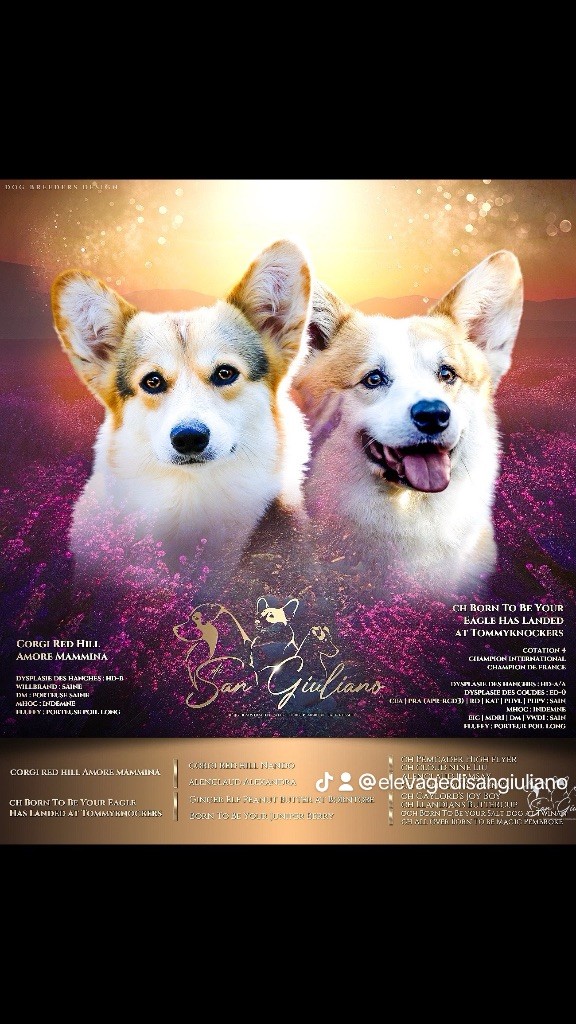 Di San Giuliano - Chiot disponible  - Welsh Corgi Pembroke