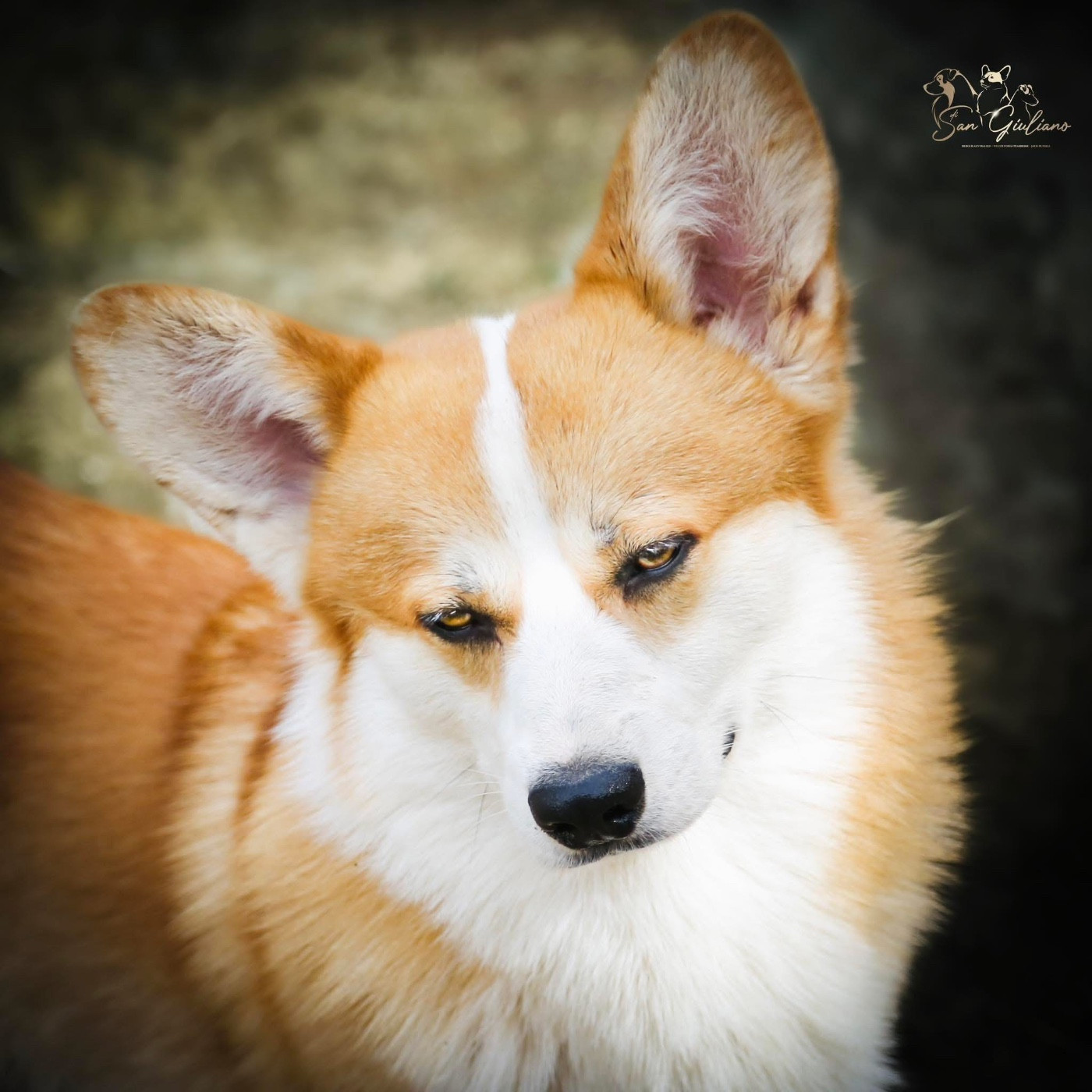 Valentino corgi redhill