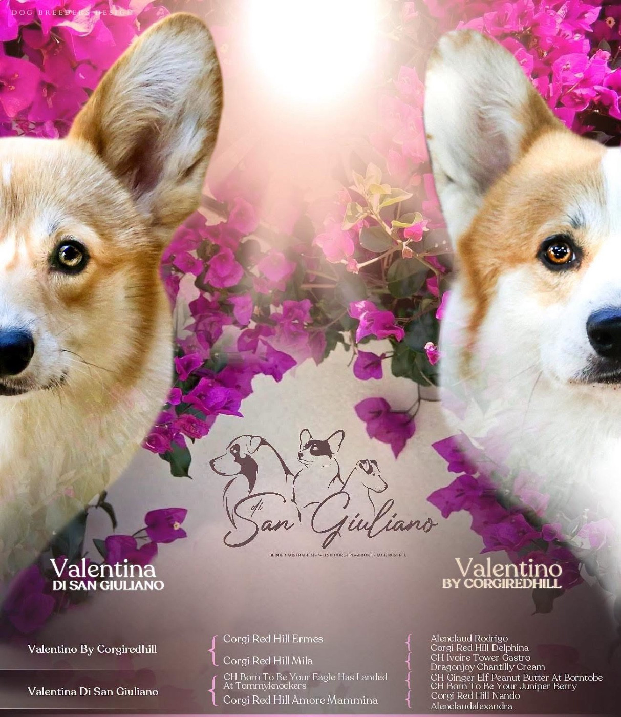 Les chiots de Valentina et Valentino sont nés !!!