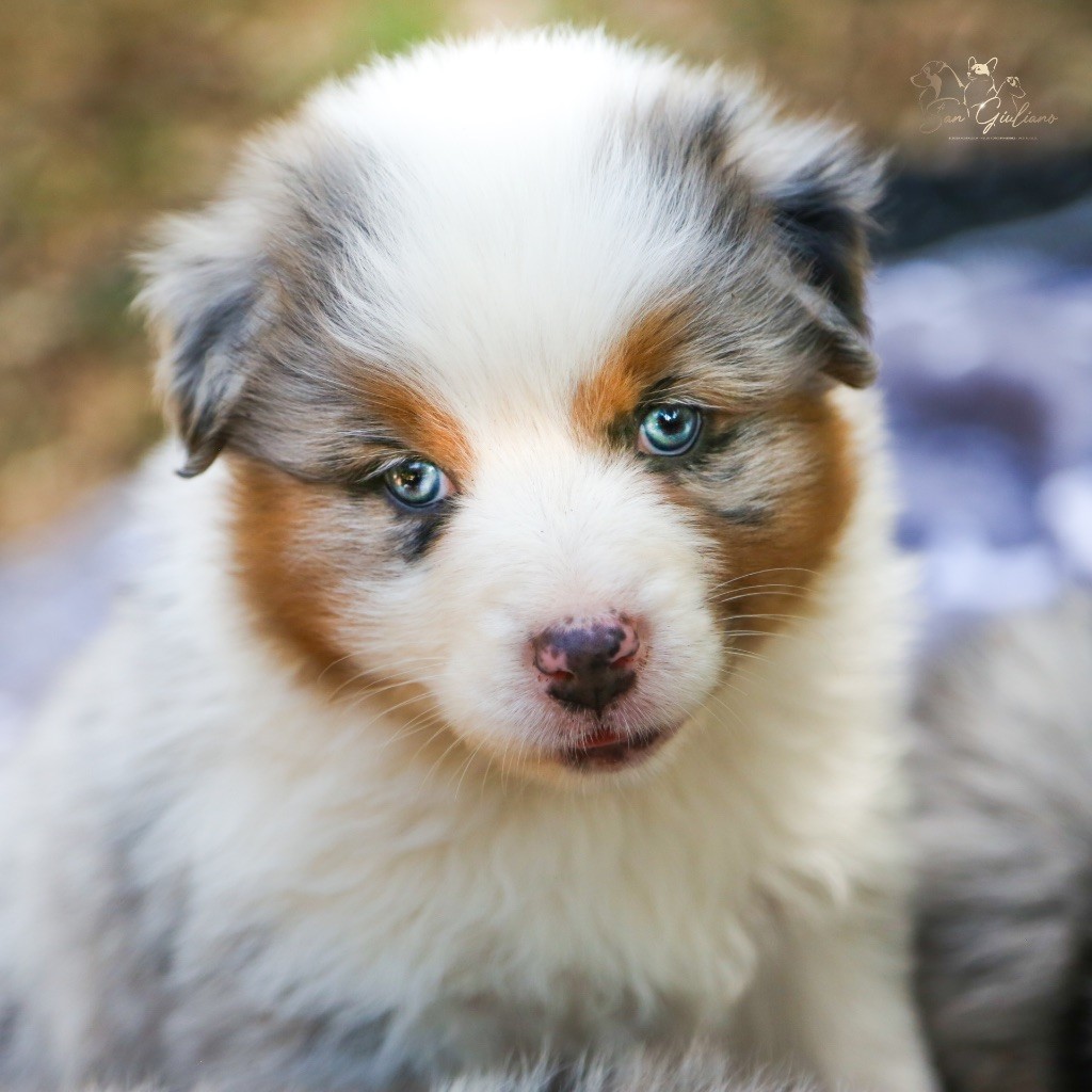 Di San Giuliano - Chiots disponibles - Berger Australien