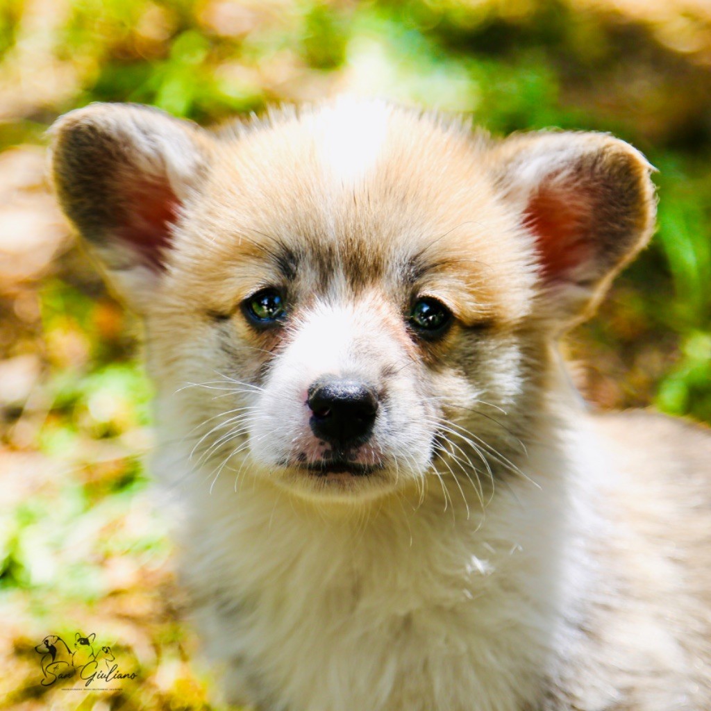 Di San Giuliano - Chiots disponibles - Welsh Corgi Pembroke