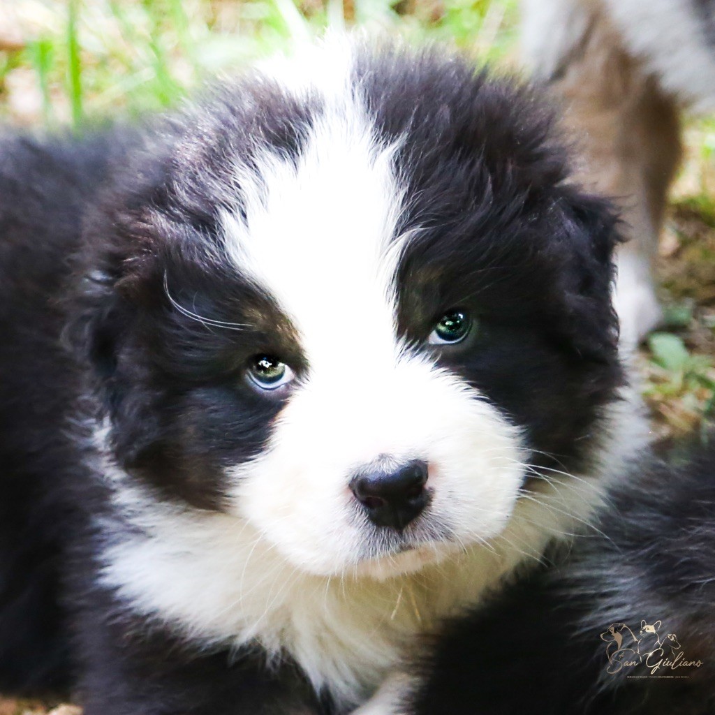 Di San Giuliano - Chiots disponibles - Berger Australien