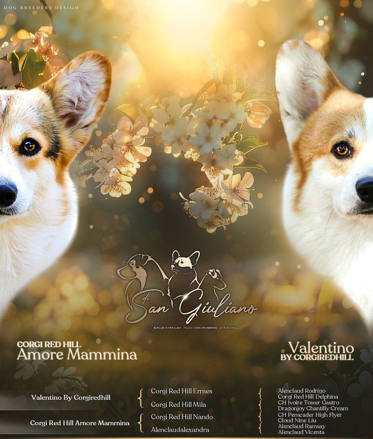 Di San Giuliano - Welsh Corgi Pembroke - Portée née le 20/02/2026