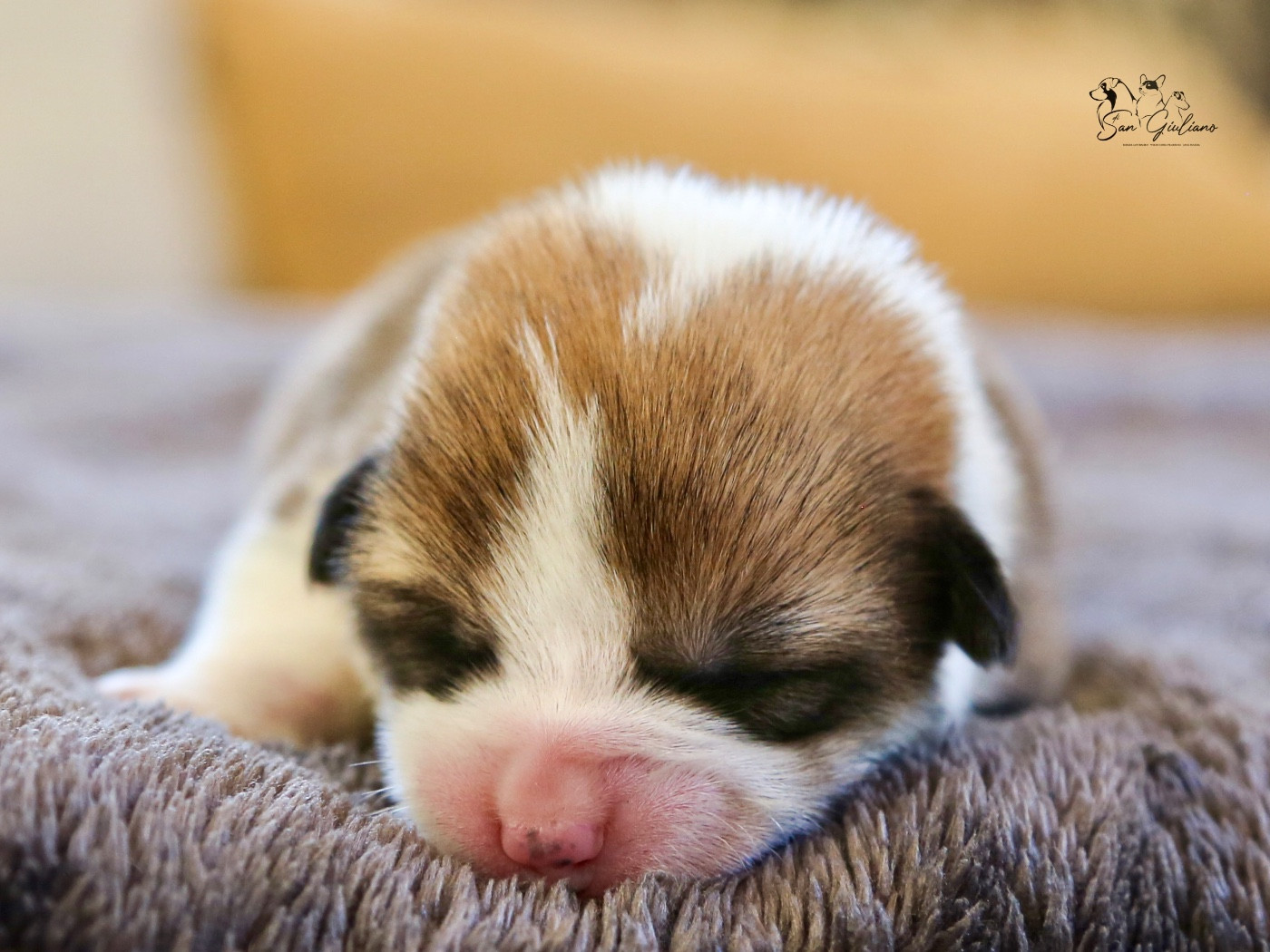 Di San Giuliano - Chiots disponibles - Welsh Corgi Pembroke