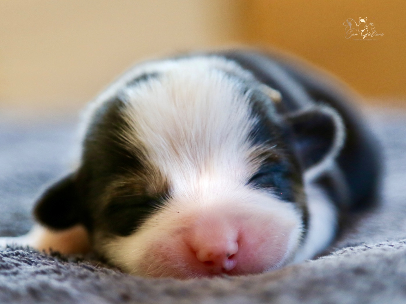 Di San Giuliano - Chiots disponibles - Welsh Corgi Pembroke