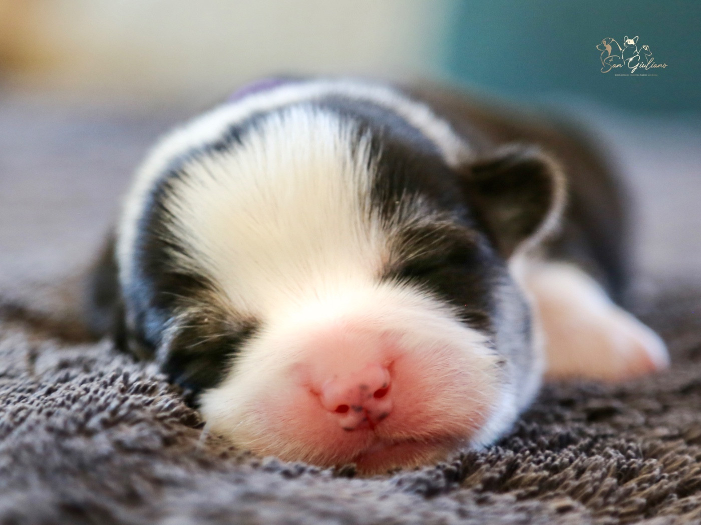 Di San Giuliano - Chiots disponibles - Welsh Corgi Pembroke