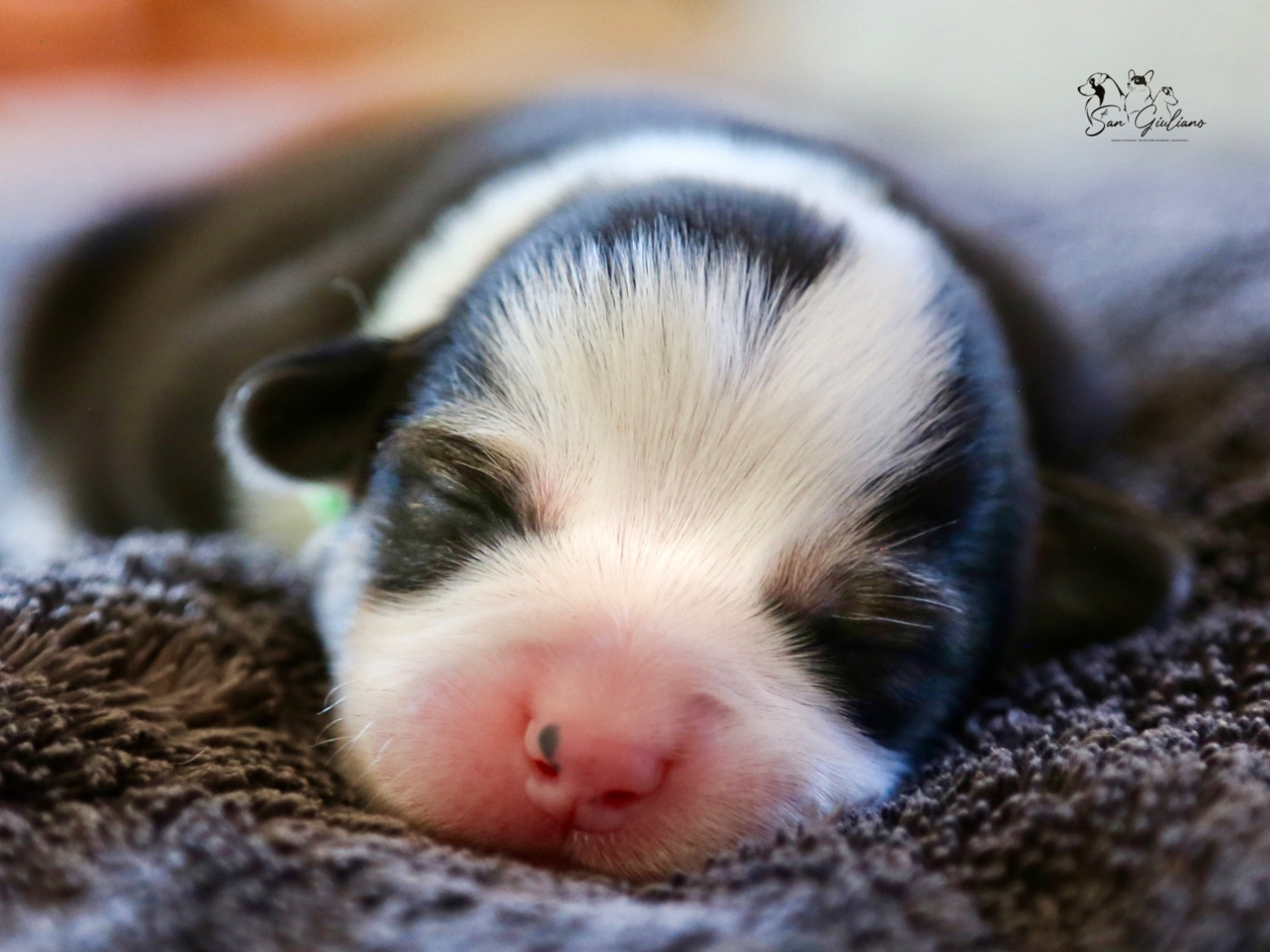 Di San Giuliano - Chiots disponibles - Welsh Corgi Pembroke