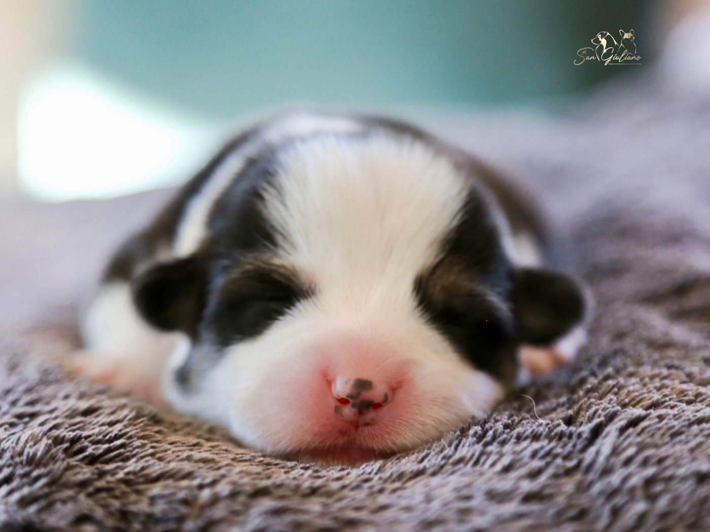 Di San Giuliano - Chiots disponibles - Welsh Corgi Pembroke