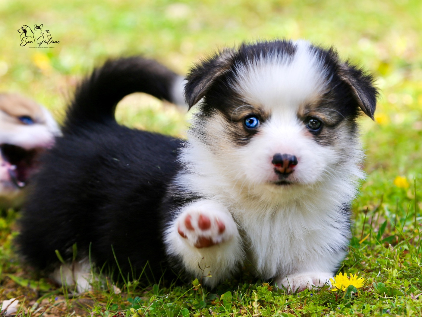 Di San Giuliano - Chiots disponibles - Welsh Corgi Pembroke