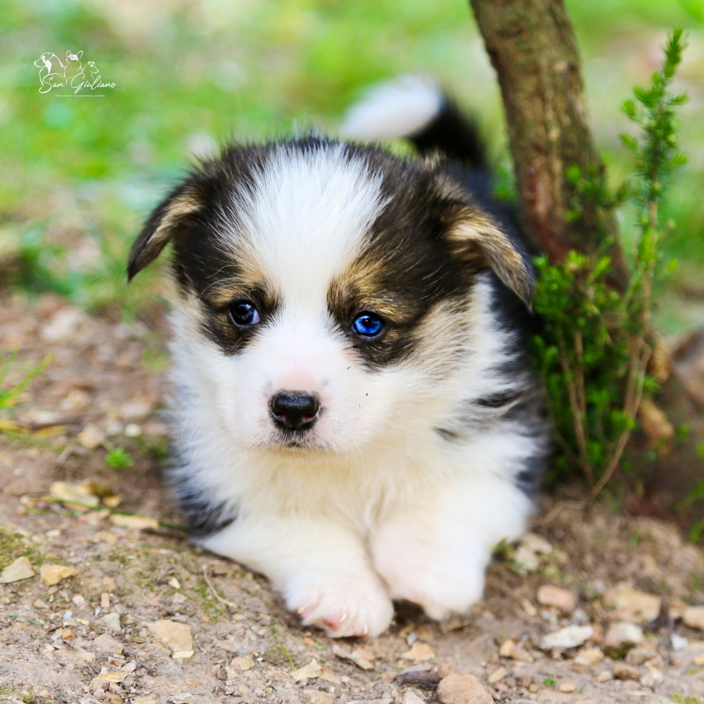 Di San Giuliano - Chiots disponibles - Welsh Corgi Pembroke