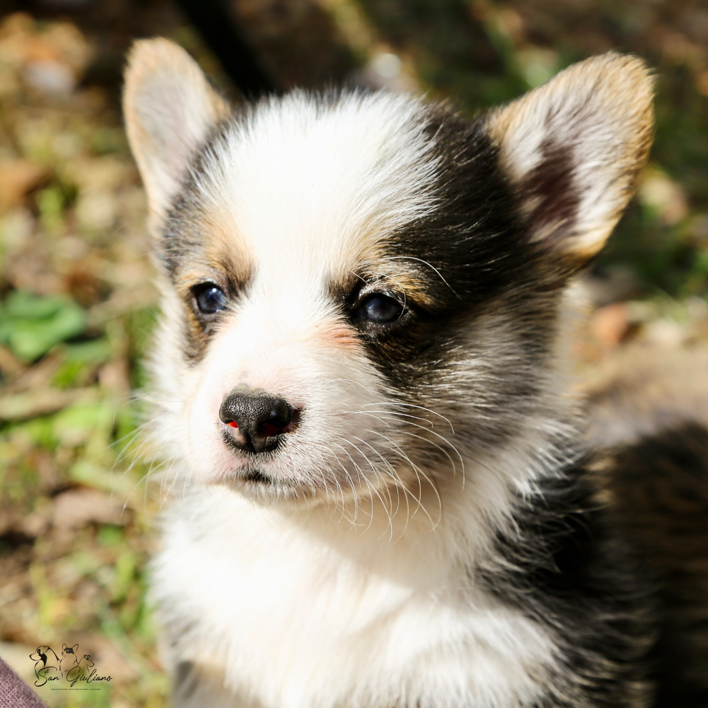 Di San Giuliano - Chiots disponibles - Welsh Corgi Pembroke