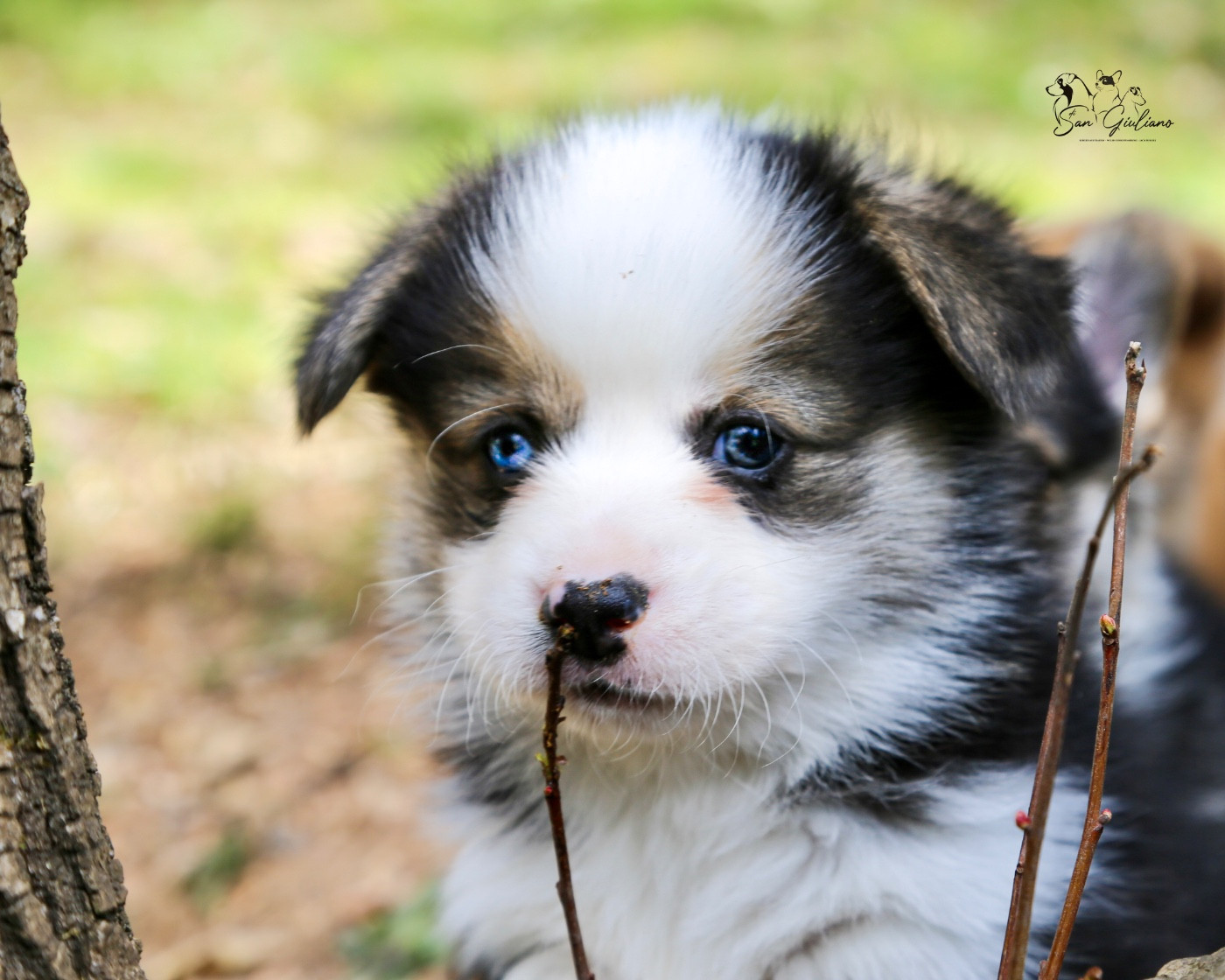 Di San Giuliano - Chiots disponibles - Welsh Corgi Pembroke