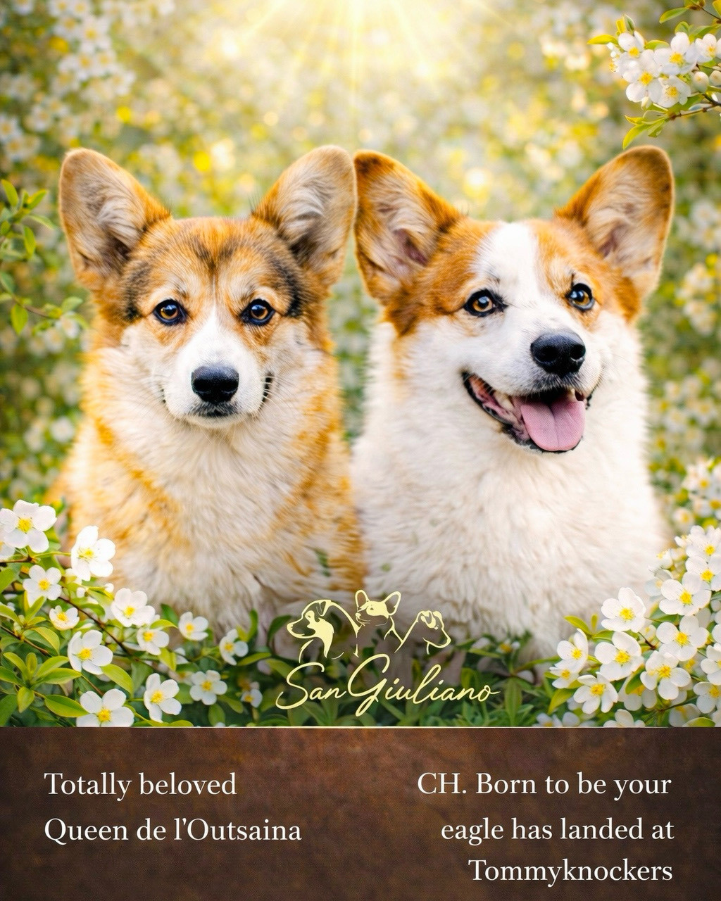 Di San Giuliano - Welsh Corgi Pembroke - Portée née le 11/04/2026