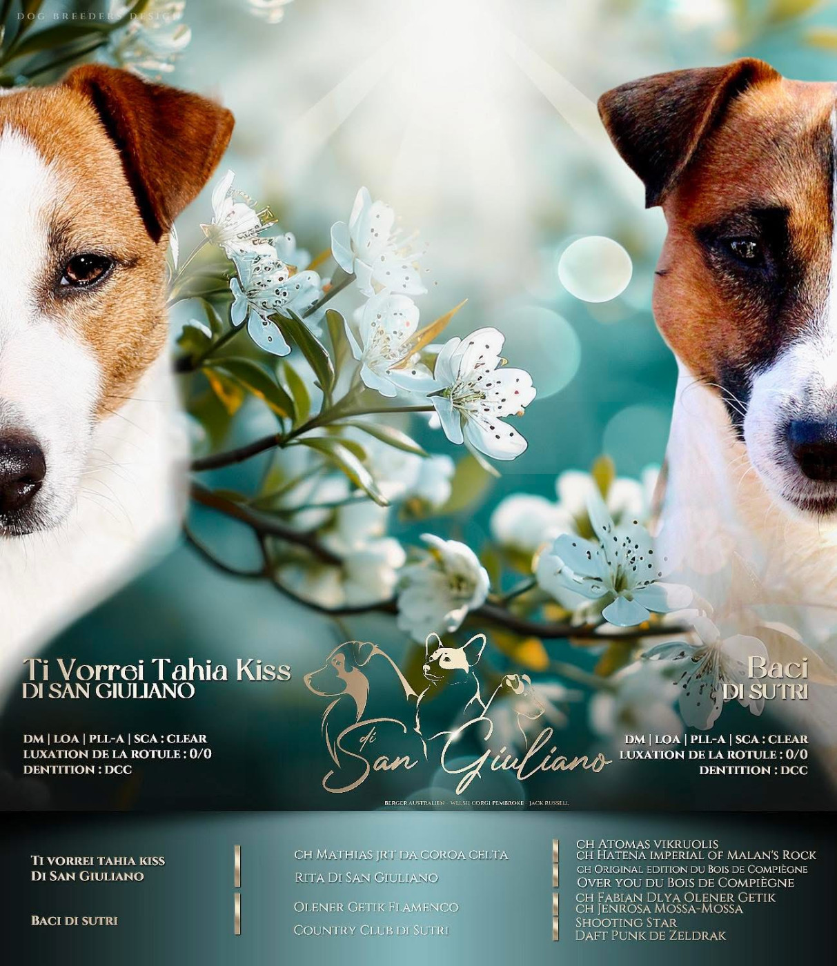 Di San Giuliano - Jack Russell Terrier - Portée née le 14/04/2026