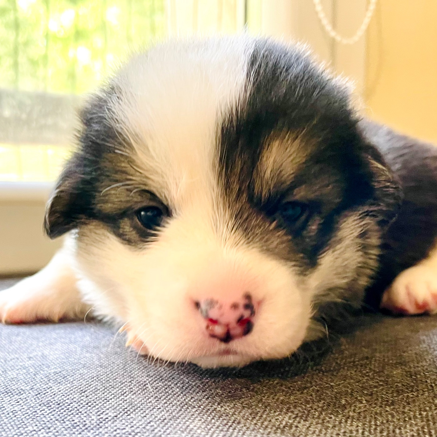 Di San Giuliano - Chiots disponibles - Welsh Corgi Pembroke