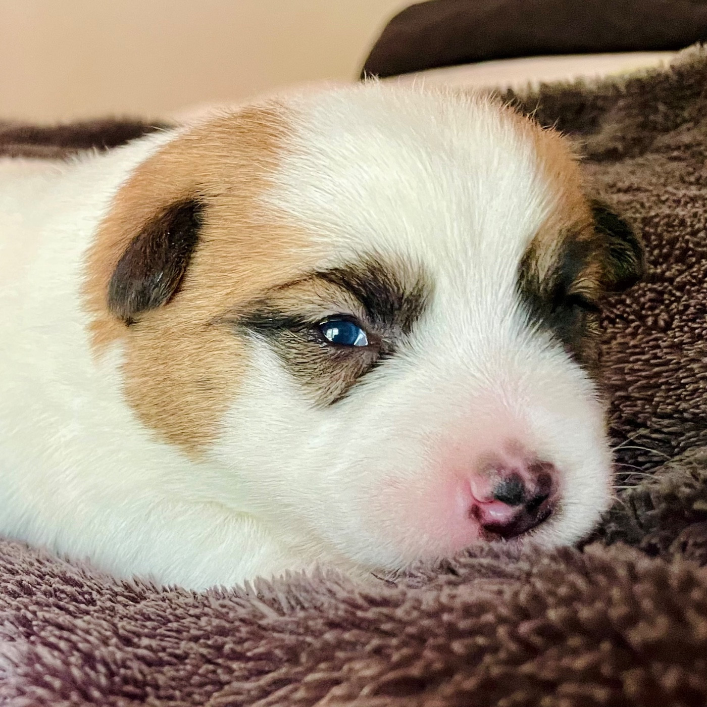 Di San Giuliano - Chiots disponibles - Jack Russell Terrier