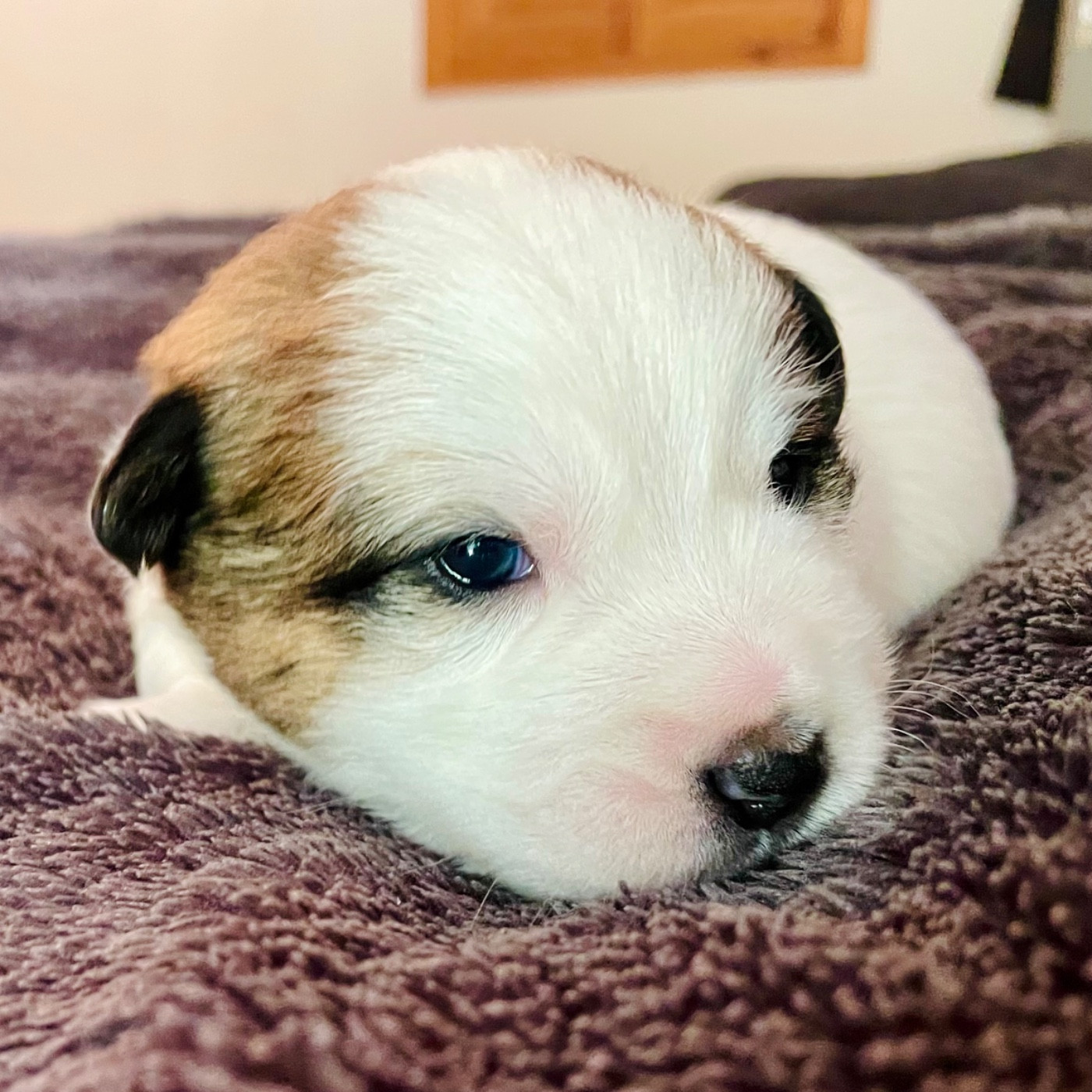 Di San Giuliano - Chiots disponibles - Jack Russell Terrier