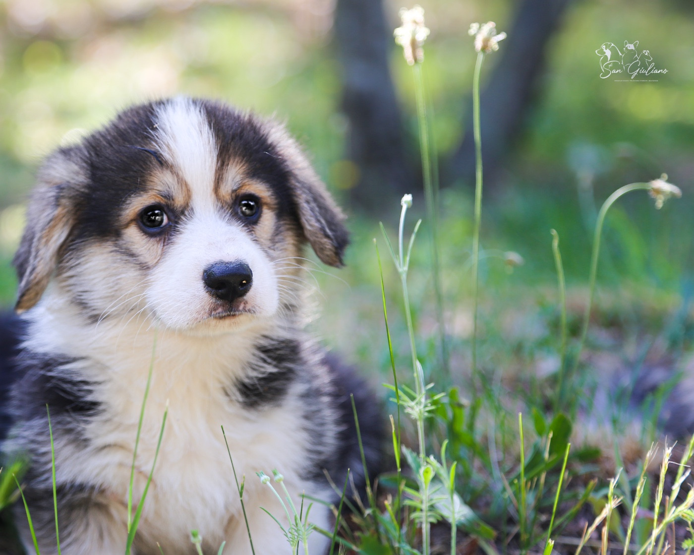 Di San Giuliano - Chiots disponibles - Welsh Corgi Pembroke
