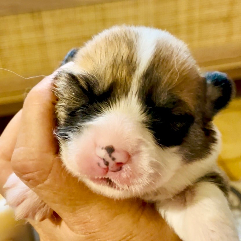 Di San Giuliano - Chiots disponibles - Welsh Corgi Pembroke