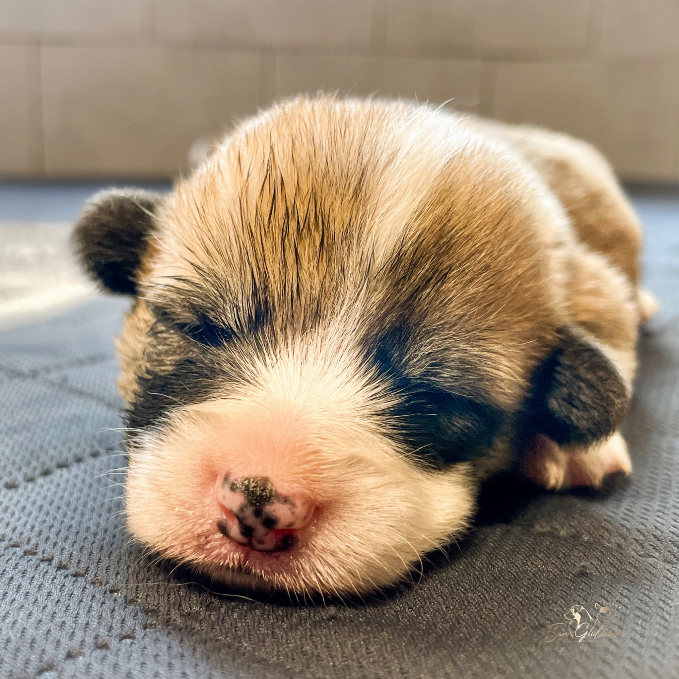 Di San Giuliano - Chiots disponibles - Welsh Corgi Pembroke