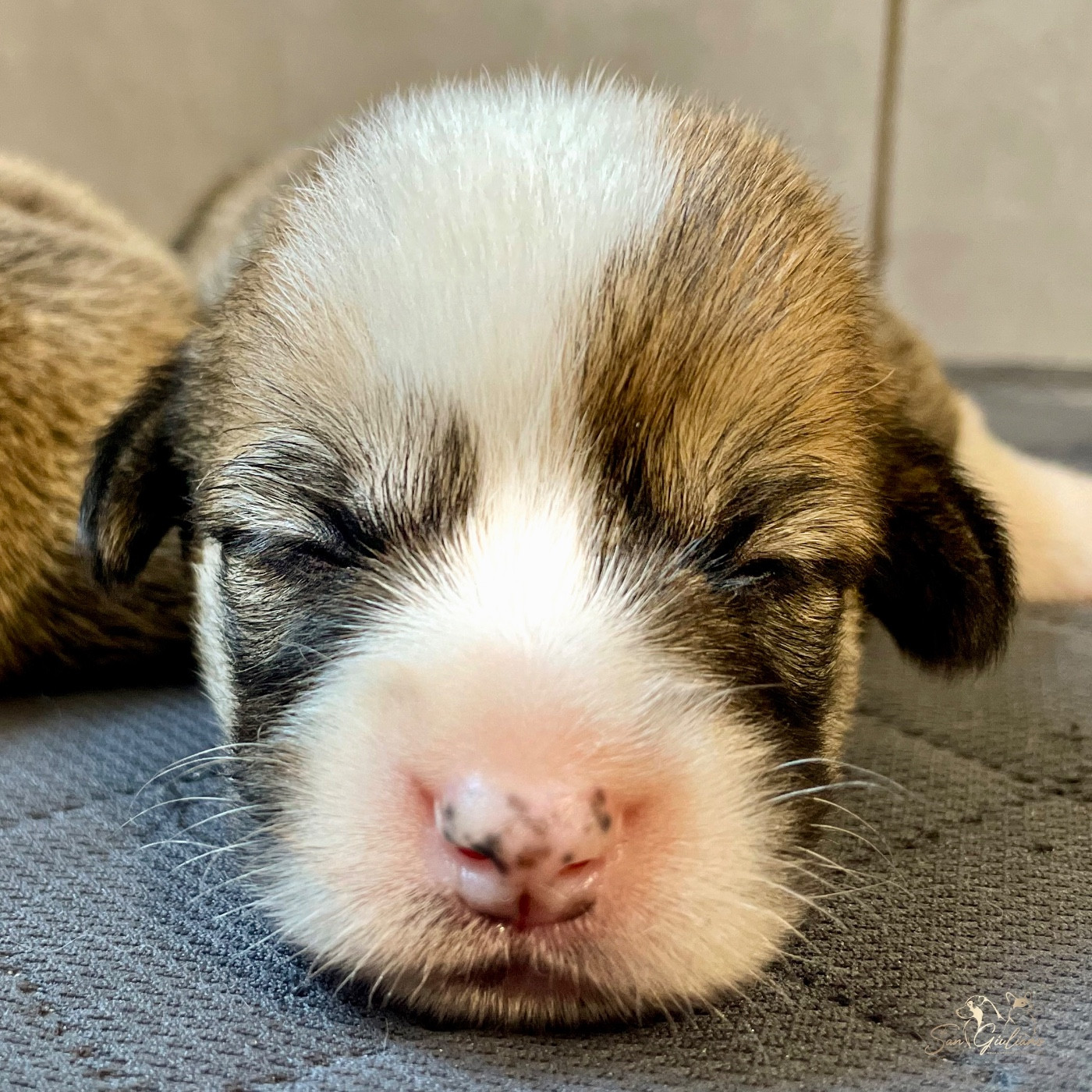 Di San Giuliano - Chiots disponibles - Welsh Corgi Pembroke