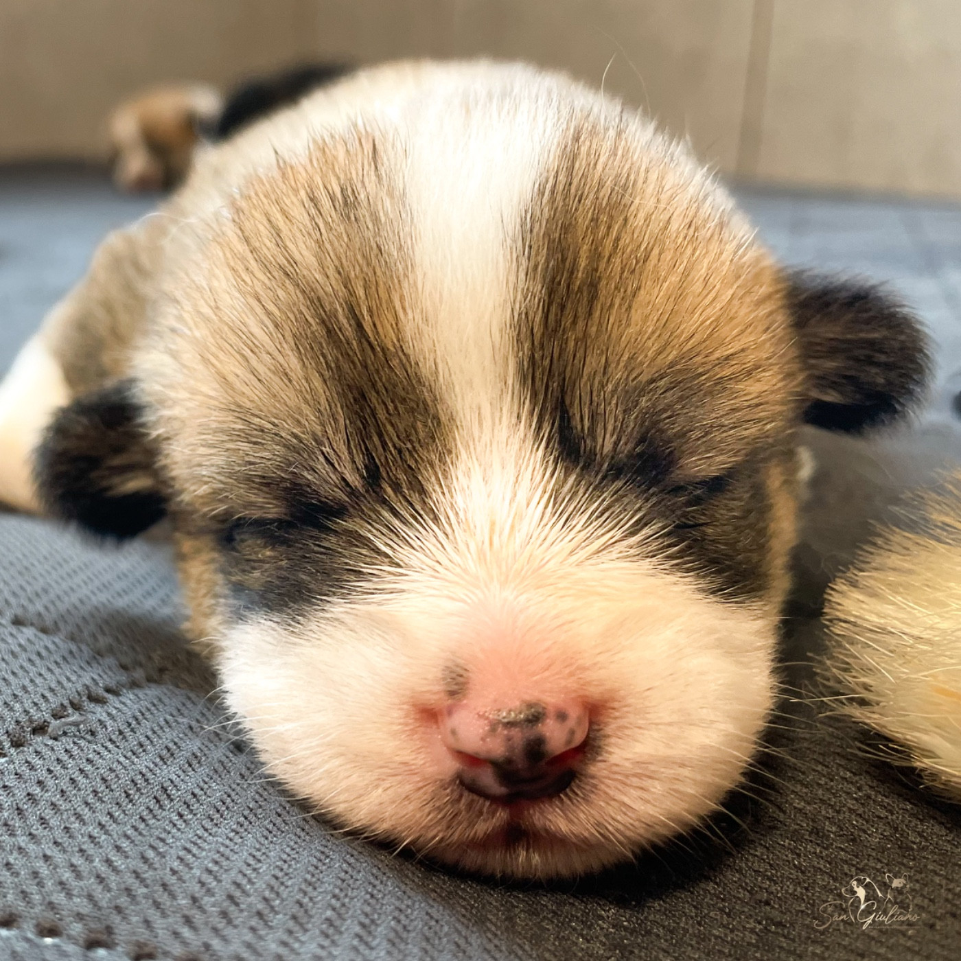 Di San Giuliano - Chiots disponibles - Welsh Corgi Pembroke