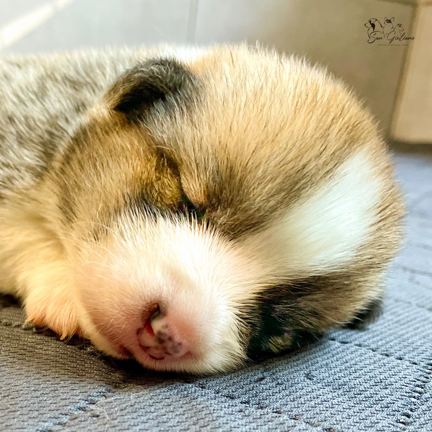 Di San Giuliano - Chiots disponibles - Welsh Corgi Pembroke