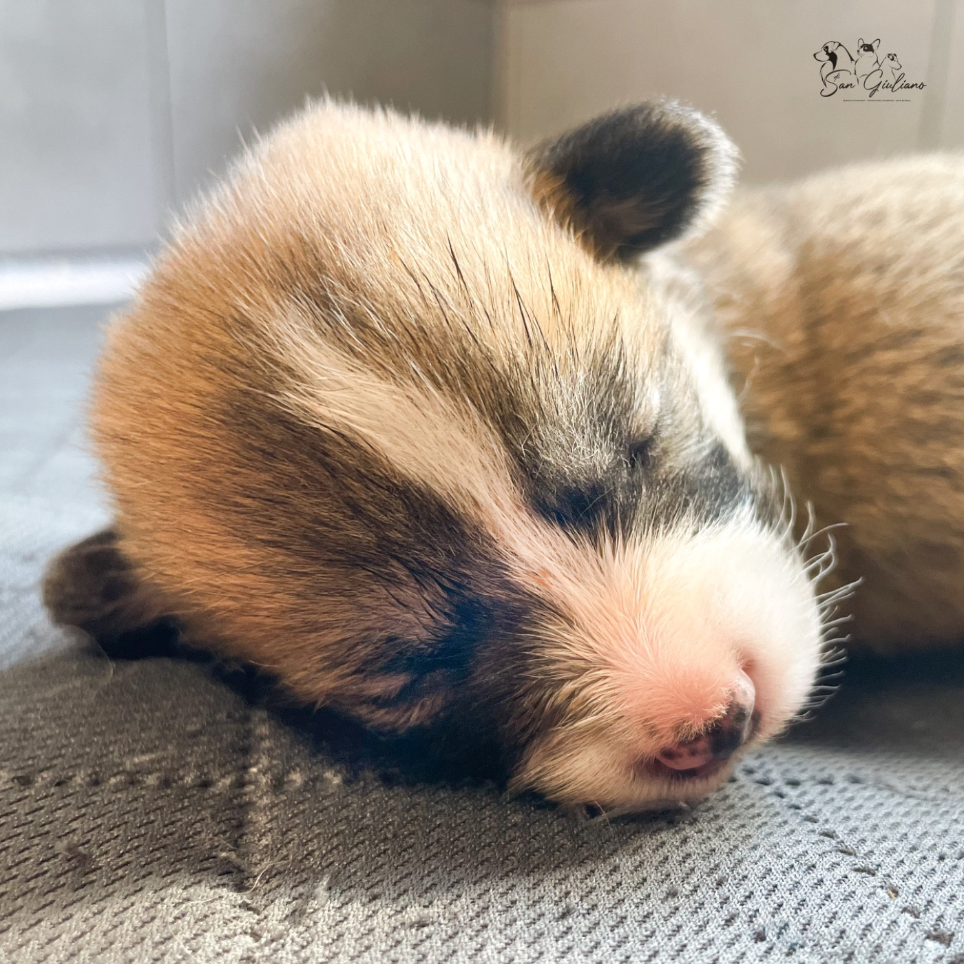 Di San Giuliano - Chiots disponibles - Welsh Corgi Pembroke