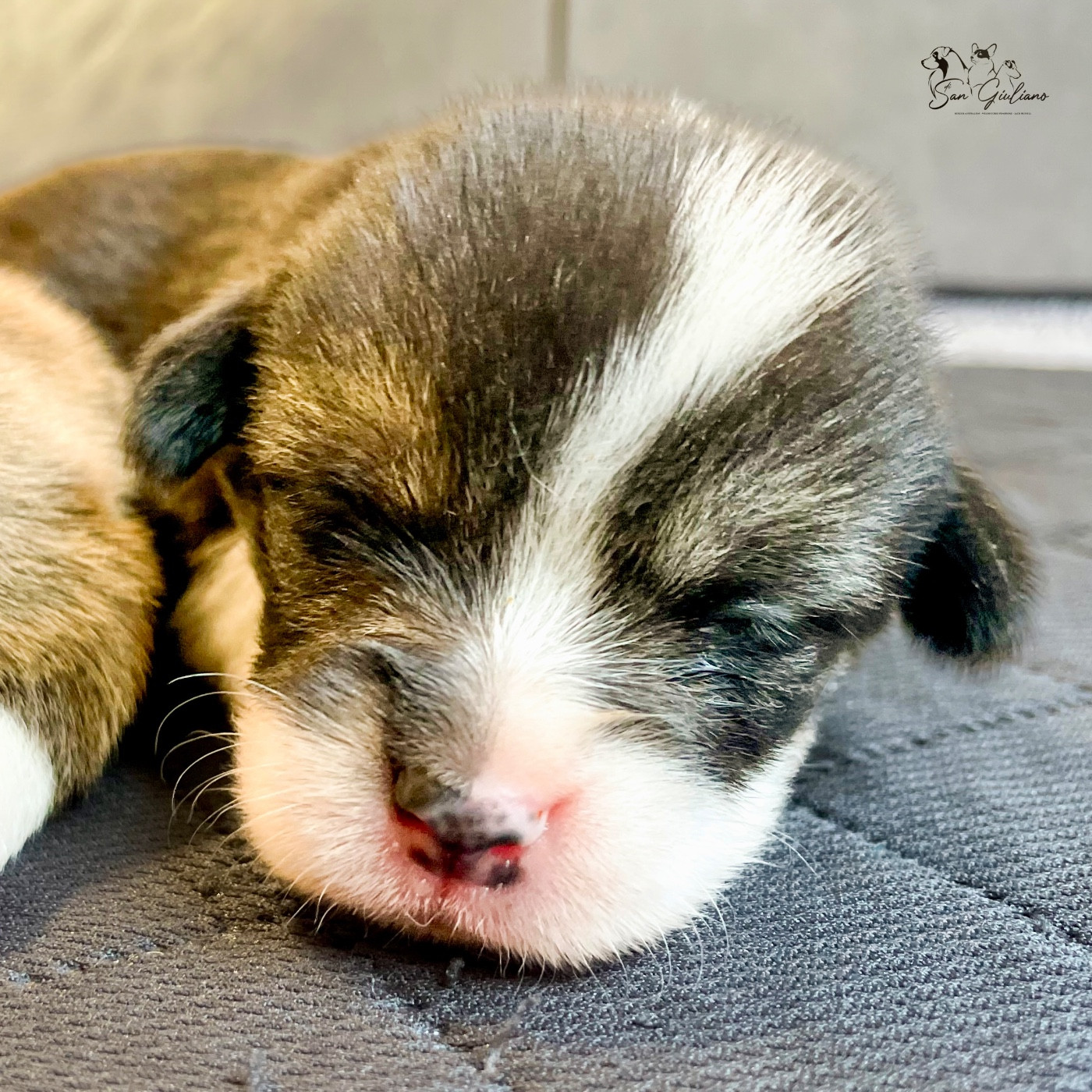 Di San Giuliano - Chiots disponibles - Welsh Corgi Pembroke