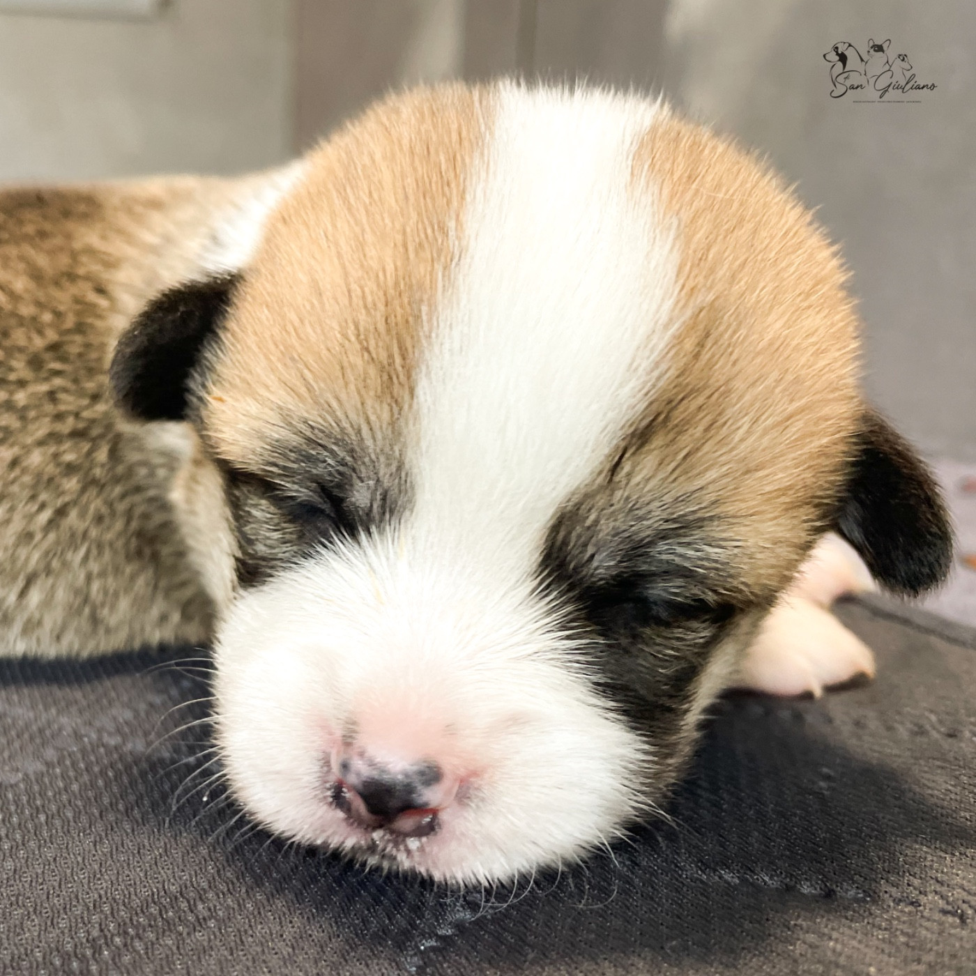 Di San Giuliano - Chiots disponibles - Welsh Corgi Pembroke