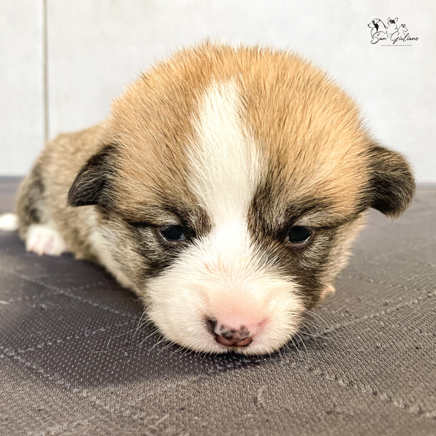 Di San Giuliano - Chiots disponibles - Welsh Corgi Pembroke