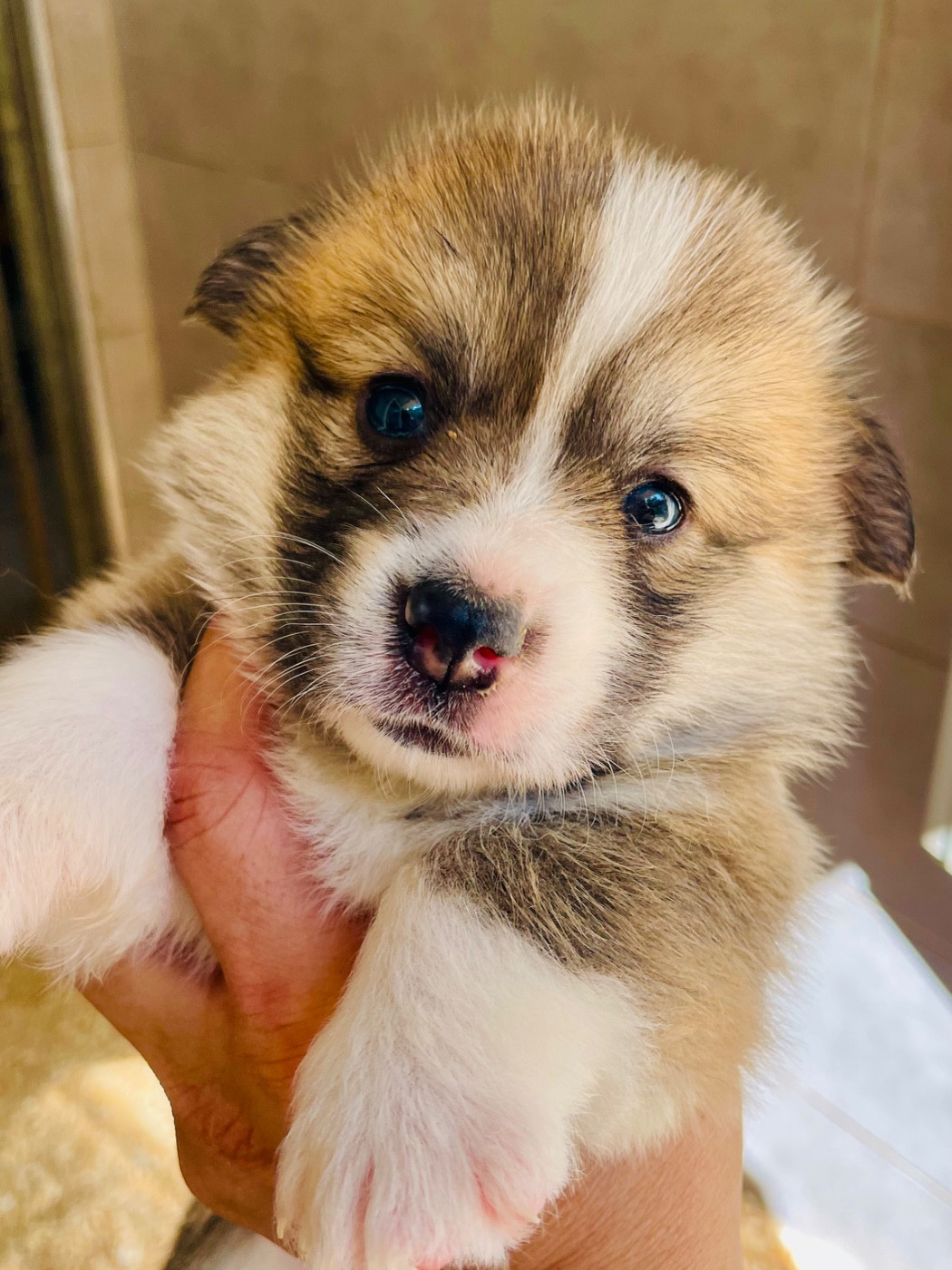 Di San Giuliano - Chiots disponibles - Welsh Corgi Pembroke