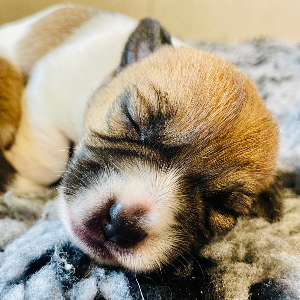 Di San Giuliano - Chiots disponibles - Jack Russell Terrier