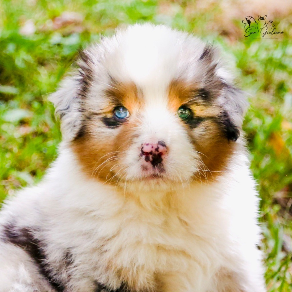 Di San Giuliano - Chiots disponibles - Berger Australien