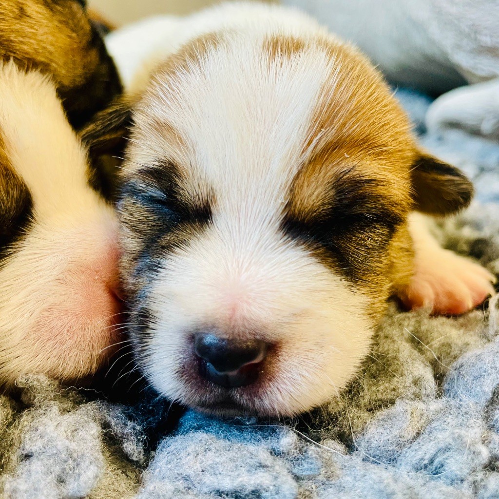 Di San Giuliano - Chiots disponibles - Jack Russell Terrier