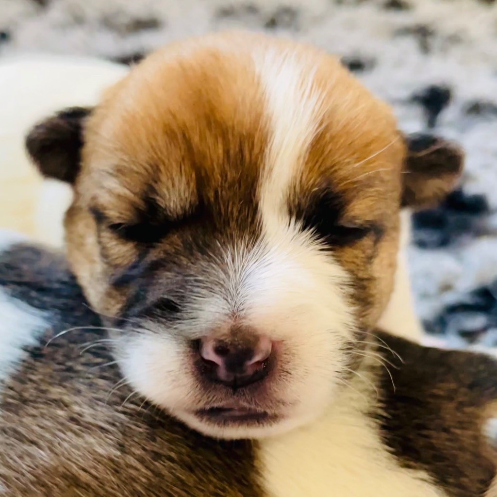 Di San Giuliano - Chiots disponibles - Jack Russell Terrier