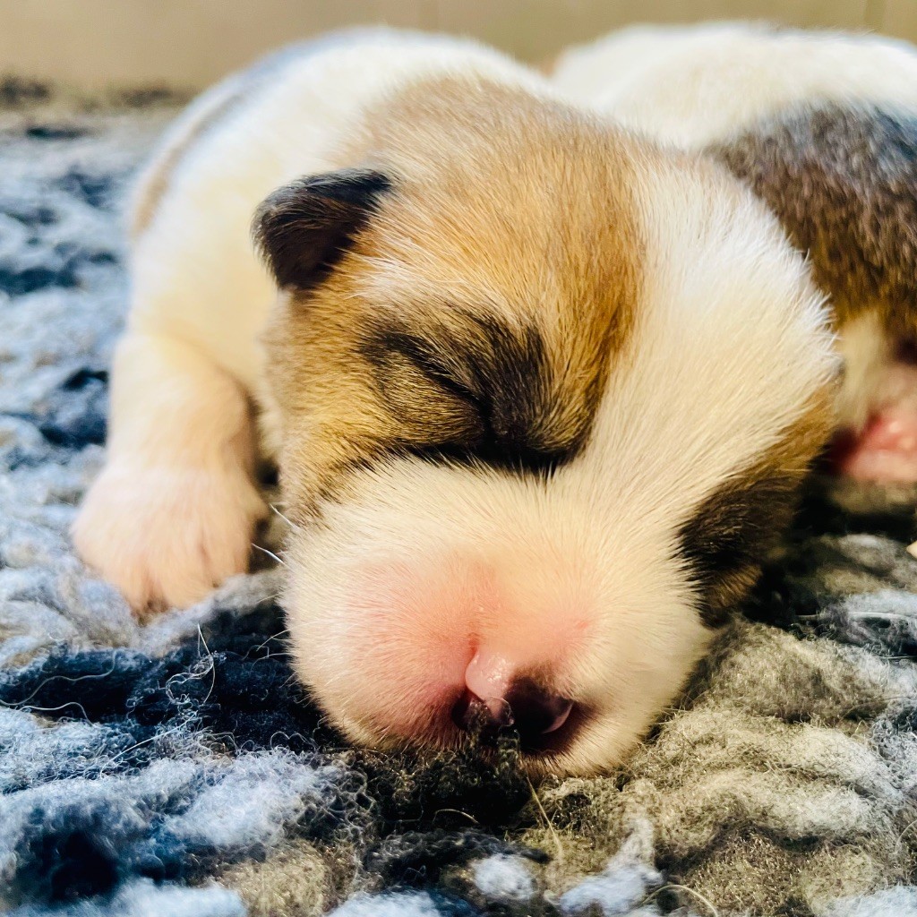 Di San Giuliano - Chiots disponibles - Jack Russell Terrier