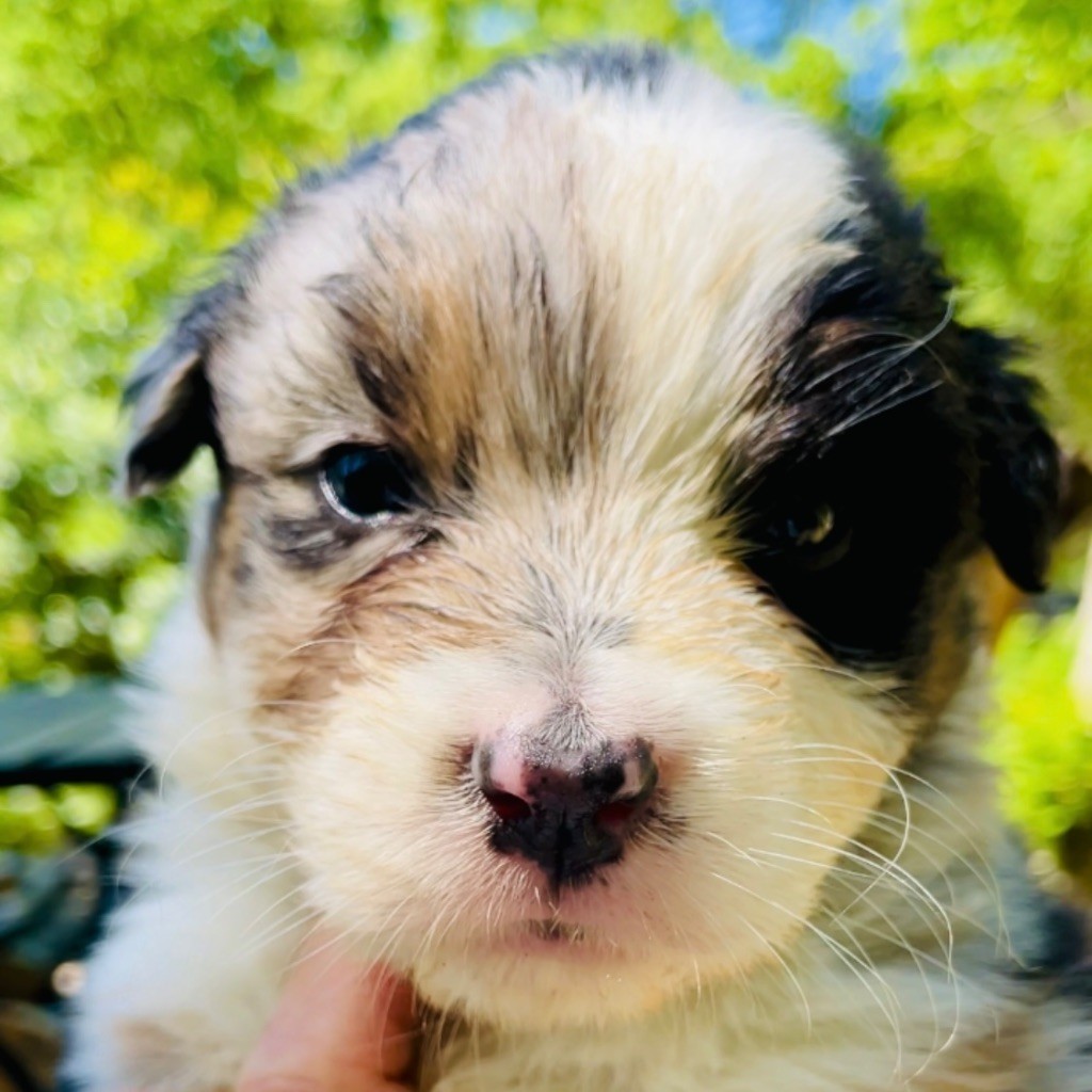 Di San Giuliano - Chiots disponibles - Berger Australien