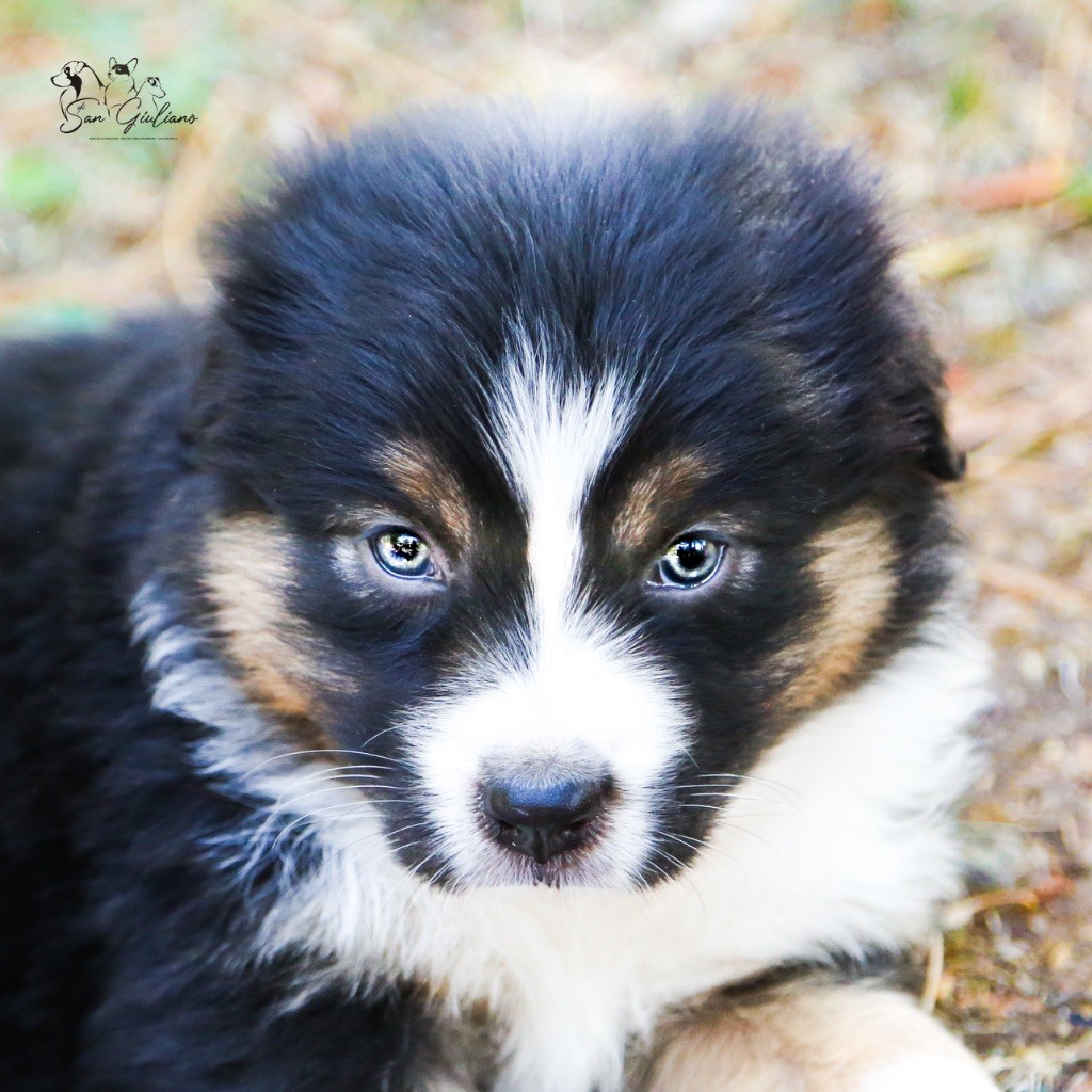 Di San Giuliano - Chiots disponibles - Berger Australien