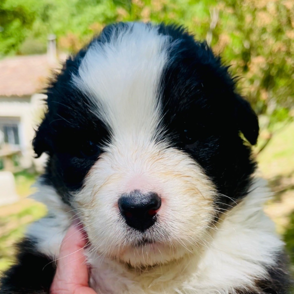 Di San Giuliano - Chiots disponibles - Berger Australien