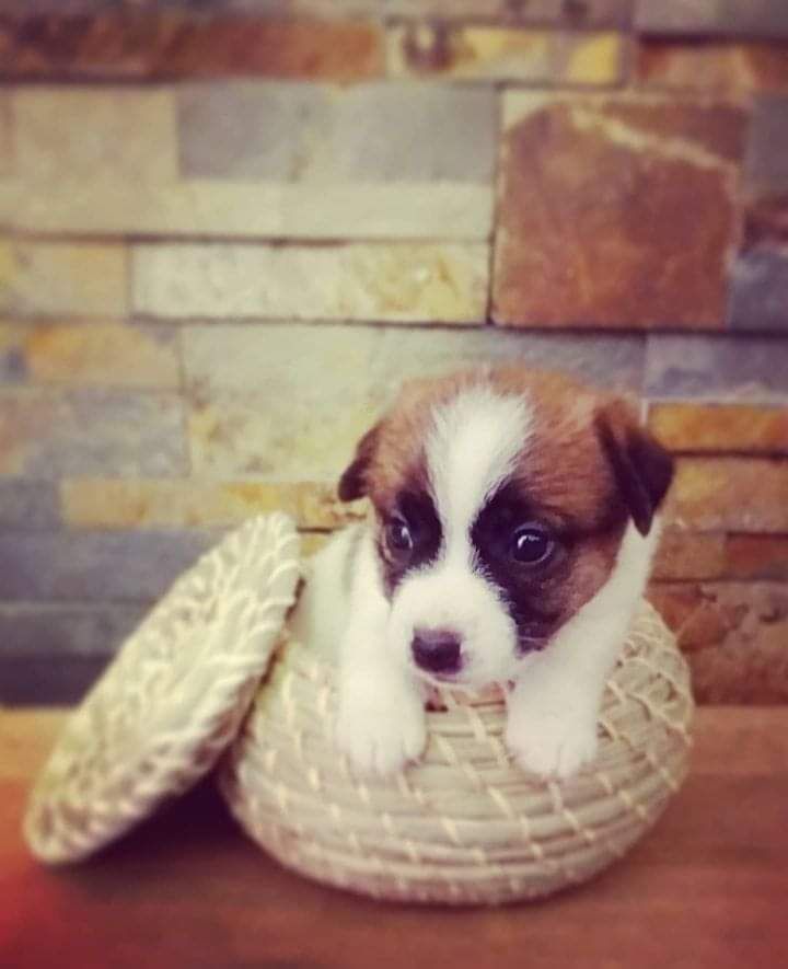 ROMEO DI SAN GIULIANO