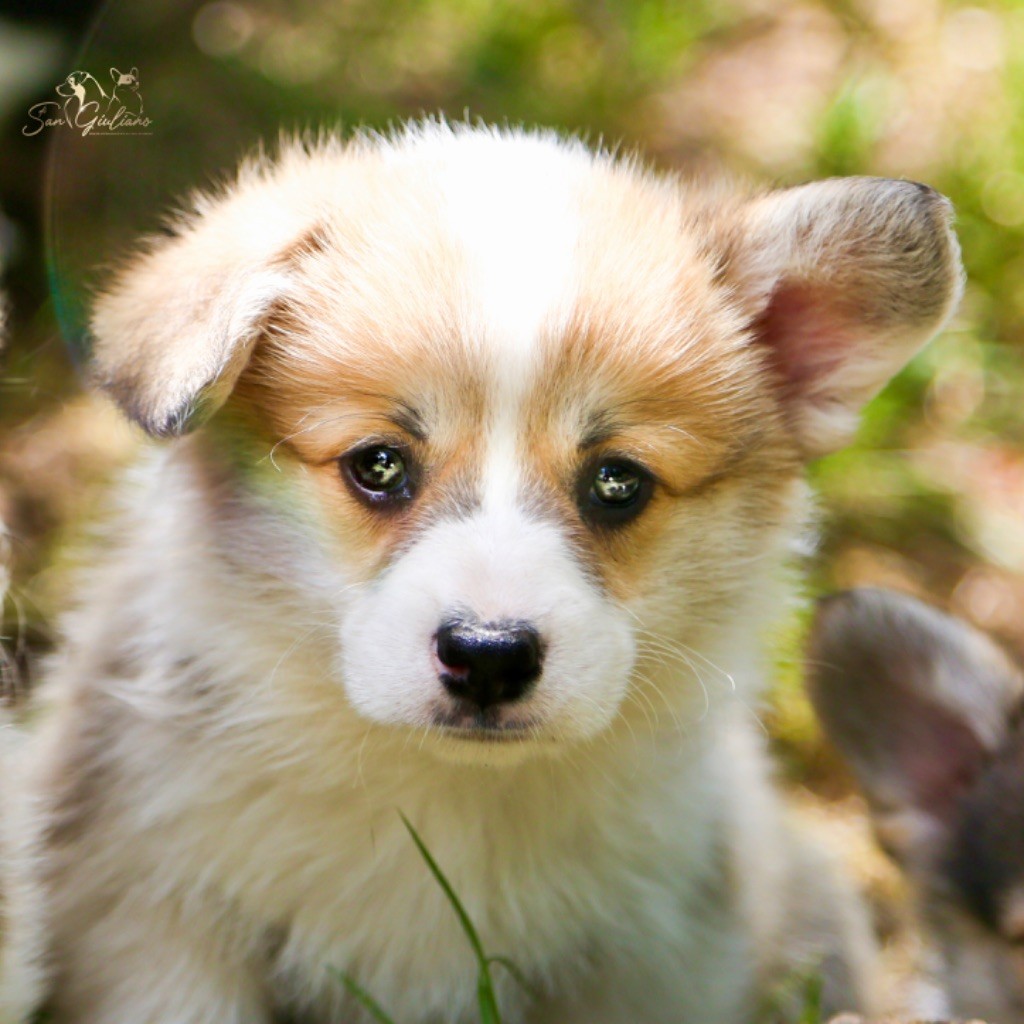 Di San Giuliano - Chiots disponibles - Welsh Corgi Pembroke