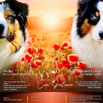 Chiot Berger Australien Di San Giuliano