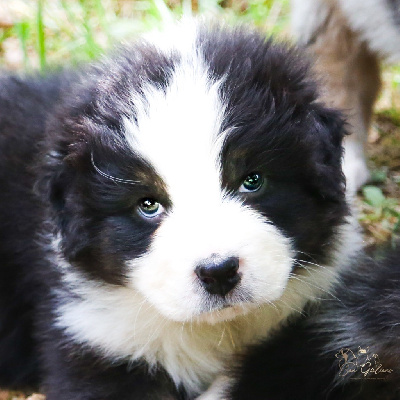 CHIOT