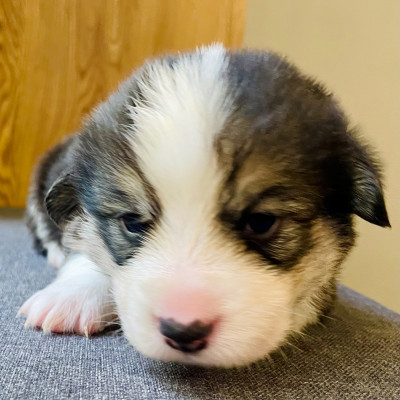 Chiot N°2