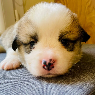 Chiot N°4