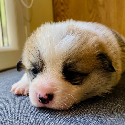 Chiot N°5