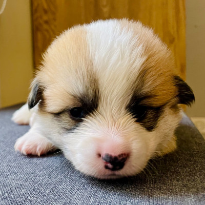 Chiot N°6